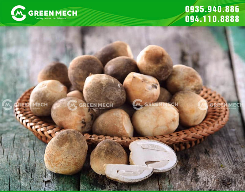 Nấm rơm tự trồng sẽ tươi ngon và an toàn hơn rất nhiều