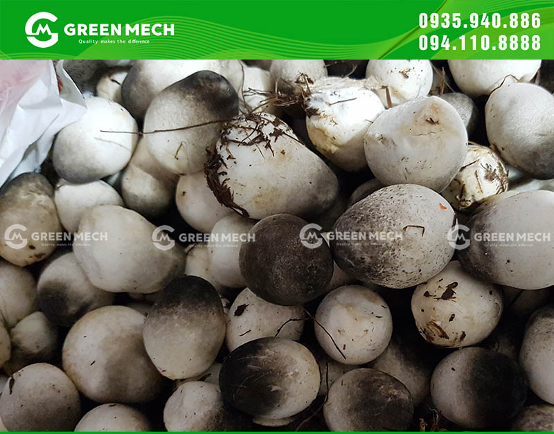 Thu hoạch nấm rơm khi đã tới kỳ