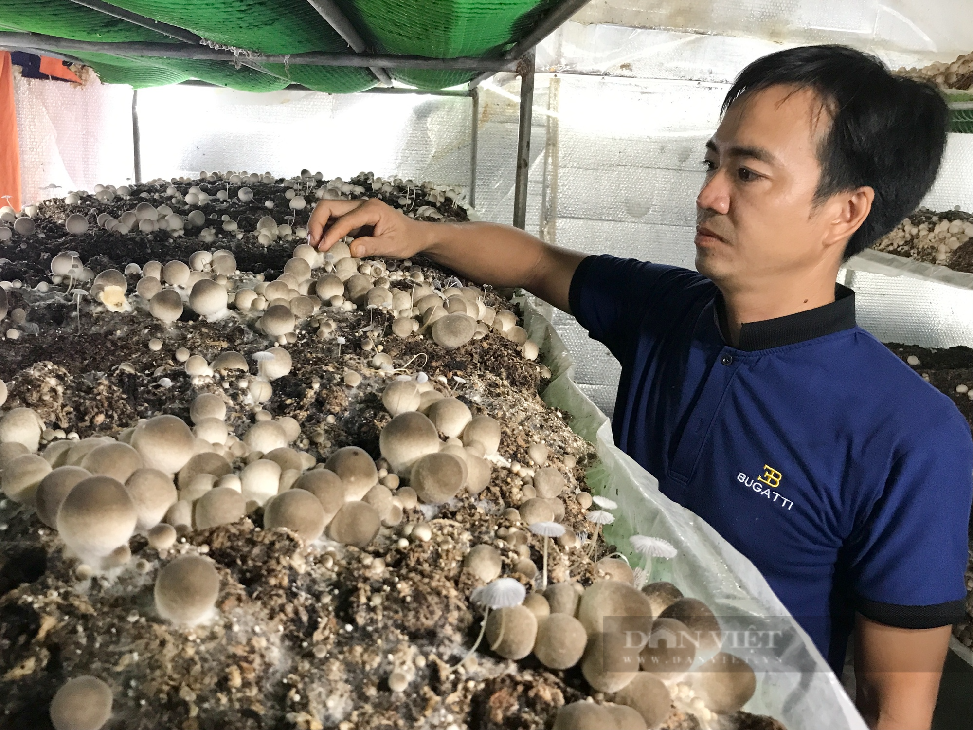 Trồng nấm từ rơm rạ nghiền