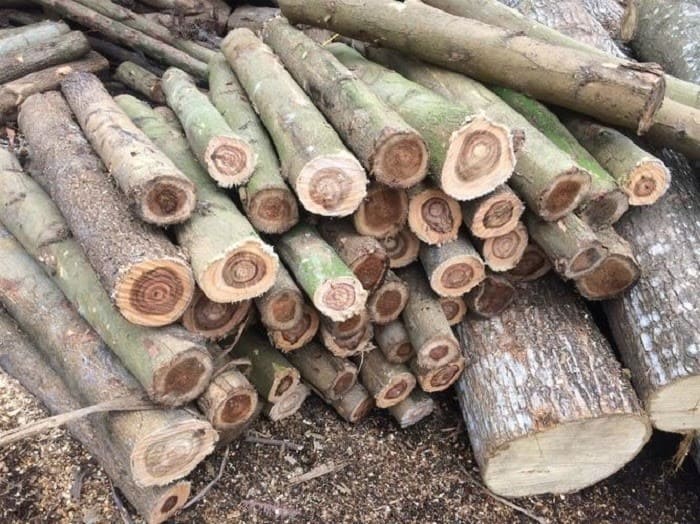Gỗ keo làm dăm gỗ